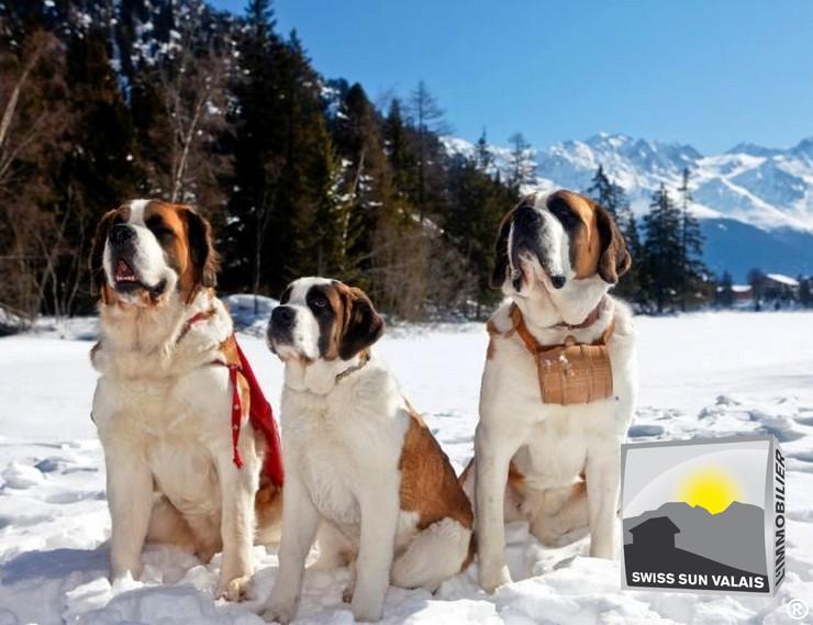 Swiss Sun Valais ® Faites-vous offrir une estimation GRATUITE à Orsières en Valais Suisse.
1er réseau immobilier du Valais ®